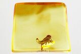 Detailed Fossil Leafhopper (Cicadellidae) In Baltic Amber #357799-1